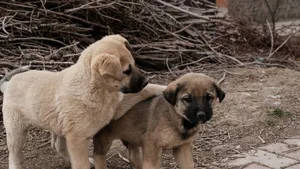Two cute tan puppies playing on a dirt ground with dry branches in the background. jigsaw puzzle