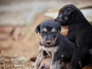 Two cute mixed-breed puppies sitting together outdoors, showcasing their innocence. jigsaw puzzle