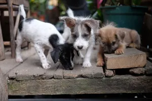 Three playful puppies explore a rustic wooden platform, creating a heartwarming outdoor scene. jigsaw puzzle