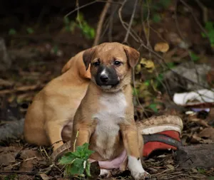 Two cute puppies resting outdoors with dried leaves and branches, showing innocence. jigsaw puzzle