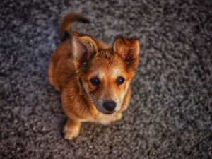 Charming close-up shot of a small brown puppy looking up on an outdoor surface. jigsaw puzzle