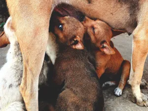 Adorable puppies feeding from their mother dog outdoors in Sundargarh, India. jigsaw puzzle