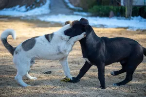 Two dogs engage in playful interaction on a sunlit winter day in a park. jigsaw puzzle