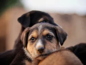 Charming close-up of puppies cuddling outdoors, exuding warmth and innocence. jigsaw puzzle