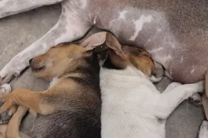 Two cute puppies sleeping comfortably on the ground, showcasing innocence and tranquility. jigsaw puzzle