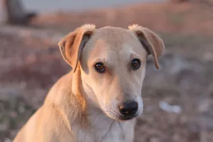 A close-up portrait of a light brown dog looking curiously into the camera outdoors. jigsaw puzzle