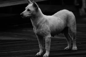 Black and white image of a domestic dog standing on wooden planks. jigsaw puzzle