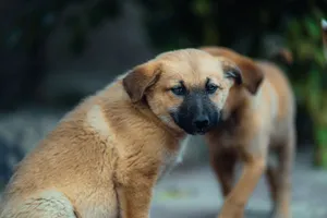 Two brown puppies outdoors looking around. Cute and curious expressions. jigsaw puzzle