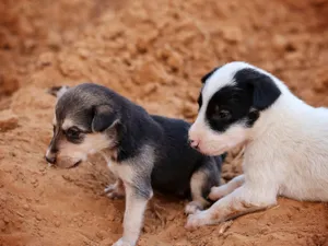 Two cute puppies play on sandy ground. Perfect for pet lovers. jigsaw puzzle