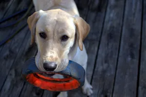 Friendly Labrador retriever holding a toy, ready to play outdoors on a wooden deck. jigsaw puzzle