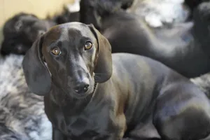 A charming black dachshund looking at the camera, lying on a fluffy blanket indoors. jigsaw puzzle