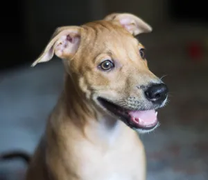 Close-up of a happy brown dog indoors with ears perked up and mouth open. jigsaw puzzle