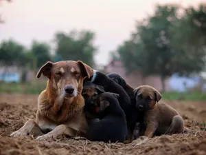 A heartwarming scene of puppies cuddling with their mother in a serene outdoor setting. jigsaw puzzle