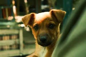 Adorable brown puppy with alert eyes captured in a warm, inviting indoor setting. jigsaw puzzle