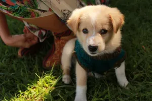 Adorable puppy wearing a sweater enjoying the outdoors in Vietnam. Perfect for pet lovers. jigsaw puzzle