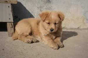 A cute fluffy puppy rests on concrete in sunlight, showcasing its playful charm. jigsaw puzzle