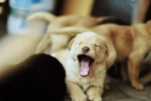 Capture of a yawning puppy surrounded by other playful dogs, showcasing a heartwarming moment in nature. jigsaw puzzle