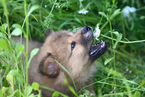 A cute puppy playfully interacting with plants in a lush green garden setting. jigsaw puzzle