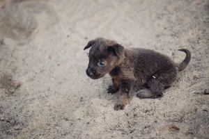Charming close-up of a small puppy sitting in sand, exuding innocence and curiosity. jigsaw puzzle