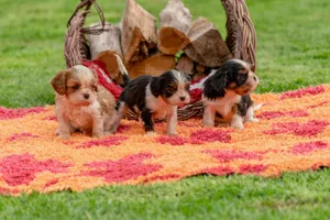 Three adorable puppies on a vibrant rug, next to a wicker basket outdoors. jigsaw puzzle