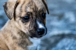 Close-up portrait of a brindle puppy with soulful eyes, capturing cuteness. jigsaw puzzle