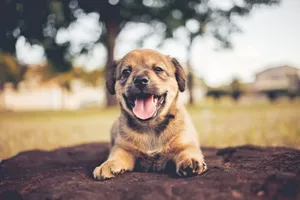 A cute and happy puppy lying on the ground with a cheerful expression outdoors. jigsaw puzzle