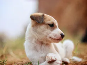 Cute puppy lying on grass showcasing its side profile with a soft blurred background. jigsaw puzzle