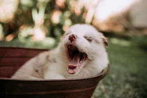 Cute fluffy puppy yawning in a rustic bowl outdoors. Perfect for pet lovers! jigsaw puzzle