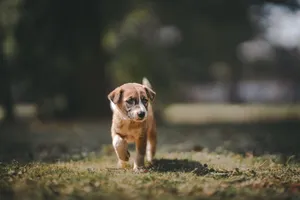 A cute young puppy walking confidently on green grass in a sunny outdoor setting. jigsaw puzzle