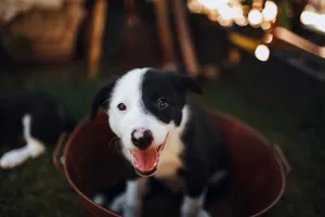 Discover the joy of a playful border collie puppy with its bright eyes and furry coat in an outdoor garden setting. jigsaw puzzle