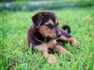 A cute puppy takes a break on vibrant green grass, capturing a playful outdoor scene. jigsaw puzzle