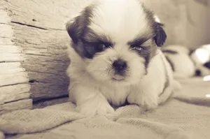 Cute fluffy Shih Tzu puppy lying on a blanket outdoors, captured in a warm vintage style. jigsaw puzzle