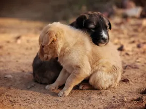 Two cute puppies cuddling on a sunlit ground, showcasing love and warmth outdoors. jigsaw puzzle
