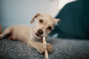 Cute puppy with playful expression chewing a stick indoors on a soft carpet. jigsaw puzzle