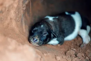 A peaceful newborn puppy with black fur sleeps in a cozy burrow, showcasing its adorable cuteness. jigsaw puzzle
