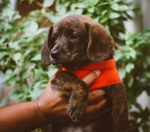 Close-up of a cute puppy wearing a red scarf being held by a human hand outdoors. jigsaw puzzle