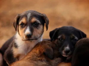 Cute puppies snuggling together on a warm outdoor day, conveying friendship and innocence. jigsaw puzzle