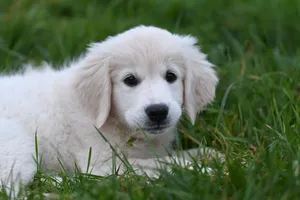 Cute Golden Retriever puppy lying on green grass, exuding warmth and innocence. jigsaw puzzle
