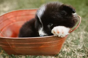 Cute black and white puppy nestled in a copper basin on grassy field. jigsaw puzzle