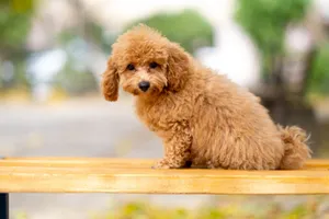 Cute and fluffy poodle puppy sitting on a bench outdoors with a blurred background. jigsaw puzzle