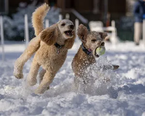 Two energetic poodles play joyfully in the snow, capturing winter fun. jigsaw puzzle