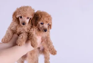 Charming duo of toy poodle puppies held against a plain white background, highlighting their fluffy fur and sweet expressions. jigsaw puzzle