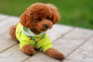 Cute toy poodle in a bright yellow sweater relaxing outdoors on a wooden deck. jigsaw puzzle