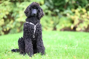 Beautiful black poodle dog with curly fur sitting on a green lawn in a garden. jigsaw puzzle