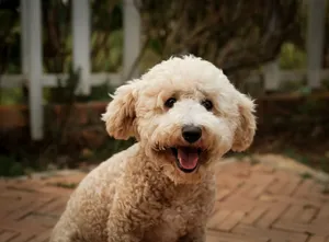 Adorable fluffy dog sitting outdoors with a happy expression in a Đà Lạt garden. jigsaw puzzle