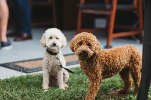 Two adorable poodles enjoying the outdoors in Maitland, NSW, Australia. jigsaw puzzle