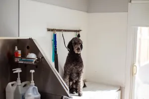 A poodle sits patiently in a pet salon, ready for grooming. Indoor shot with grooming tools around. jigsaw puzzle
