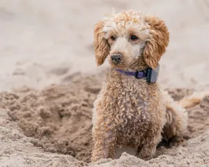 Cute purebred fluffy dog with brown fur sitting on sandy coast and looking away in daylight jigsaw puzzle