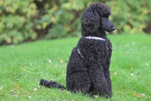 A regal black poodle sitting in a green park, showcasing its curly coat and elegant profile. jigsaw puzzle