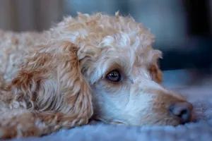 Muzzle of cute calm fluffy poodle with golden fur lying on carpet in light room on blurred background at home jigsaw puzzle
